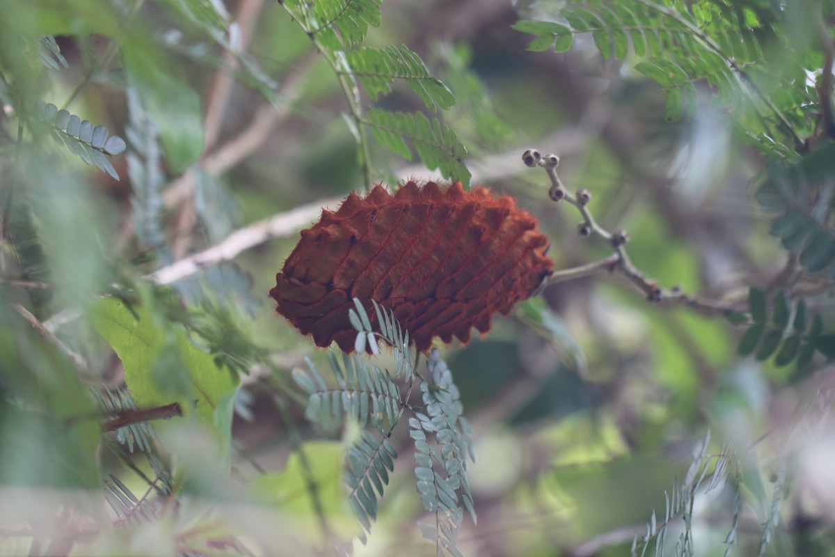 Mucuna atropurpurea (Roxb.) DC. ex Wight